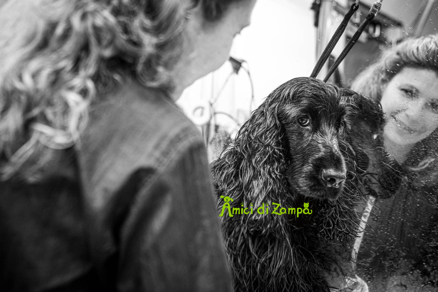 Bagno e taglio cani